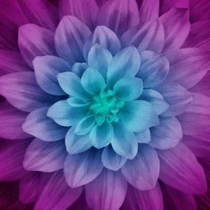Aurora Large Flower Digital Panel by Hoffman 43" x 43"
